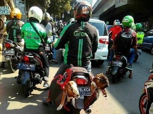 Selain Manusia, Makhluk Lain Juga Gemar Nebeng Grab