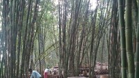 Pasar Papringan berada di tengah hutan bambu, di wilayah Ngadiprono, Temanggung, Jawa Tengah. Dikenal sebagai pasar tradisional yang menjual produk lokal baik makanan maupun kerajinan. Foto: Instagram@pasarpapringan
