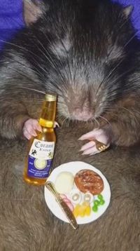 Gemas! Tikus Peliharaan Ini Disulap Jadi Foodies yang Hobi Makan