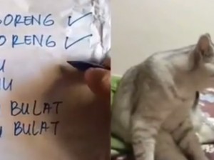 Bikin Ketawa, Kucing Ini Ngomong Tahu Bulat Digoreng