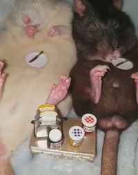 Gemas! Tikus Peliharaan Ini Disulap Jadi Foodies yang Hobi Makan