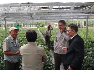 Kementan Kembangkan Tanaman Industri dan Penyegar