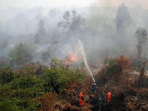 Cegah Kebakaran Hutan, Ilmuwan Dengarkan Suara Hutan