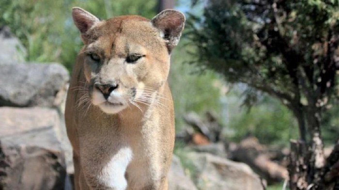 Puma