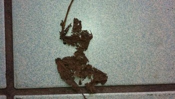 Ada ninja? (Foto: Brightside)
