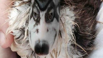 Paruh si bebek yang bergambar mirip wajah anjing pasti langsung menarik perhatian kamu. (Foto: Brightside)