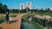 Hutan kota di kawasan GBK ini pun dilengkapi dengan jogging track yang membuat penggunanya dapat berolahraga sekaligus menikmati pemandangan pepohonan serta kolam ikan yang dikeliling gedung pencakar langit.
