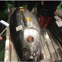Pasar Toyosu Berhasil Lelang Ikan Bluefin Tuna Seharga Rp 43 Miliar!