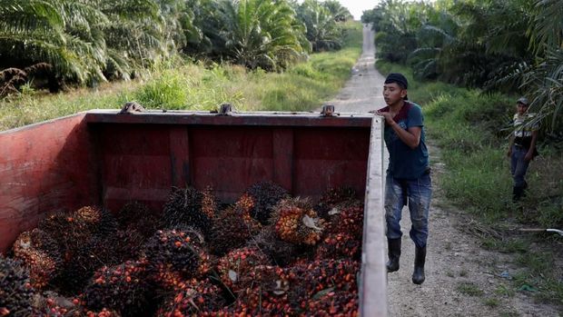 WHO: Industri Sawit Pengaruhi Riset Soal Dampak Kesehatan