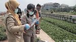 Usai Ditanami Eceng Gondok, Bagaimana Kondisi Kali Sunter?