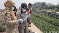 Para petugas datang untuk memeriksa kualitas air di Kali Inlet 3, Sunter, setelah dilakukan penanaman tumbuhan eceng gondok beberapa waktu lalu.
