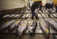 Terancam Punah, Perusahaan Ini Bangun Ternak Bluefin Tuna Berkelanjutan