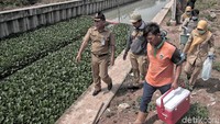 Sejumlah petugas dari Dinas Lingkungan Hidup memeriksa debit air Kali Sunter yang ditanami eceng gondok di kawasan Sunter, Jakarta Utara, Senin (7/1/2019).