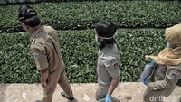 Rencananya, pemerintah akan mengambil sampel air sebanyak tiga kali sebelum memutuskan kelanjutan penanaman eceng gondok di kali-kali lainnya.