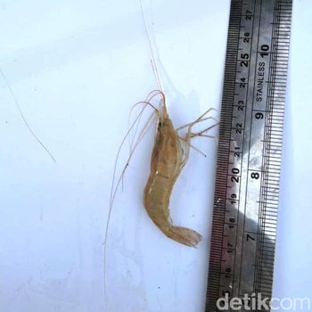 3 Ikan Langka Hidup di Hilir Citarum 