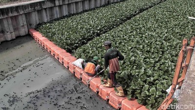 Usai Ditanami Eceng Gondok, Bagaimana Kondisi Kali Sunter?