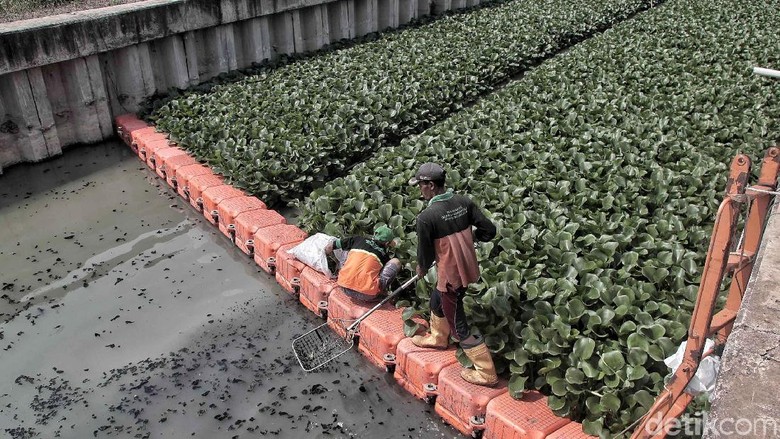 63 Gambar Akar Eceng Gondok Terlihat Keren 63 Gambar Akar Eceng Gondok Terlihat Keren