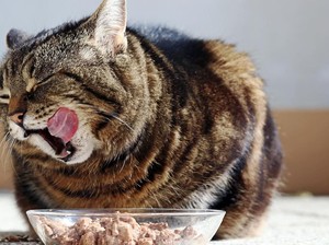 Aksi Lucu Kucing yang Pingsan dan Mau Muntah saat Diberi Durian