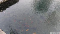 Kolam Black Tiger Spring juga punya hal menarik lainnya, yaitu ikan air tawar. Di dalam kolam ini ada banyak sekali ikan koi, mas dan jenis ikan tawar lainnya. (Bonauli/detikTravel)