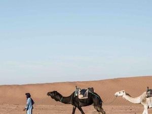 Uniknya Kontes Kecantikan Unta di Arab Saudi