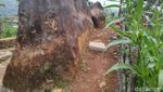 Foto Batu Kuda di Ciamis yang Konon Bikin Pusing dan Kesurupan