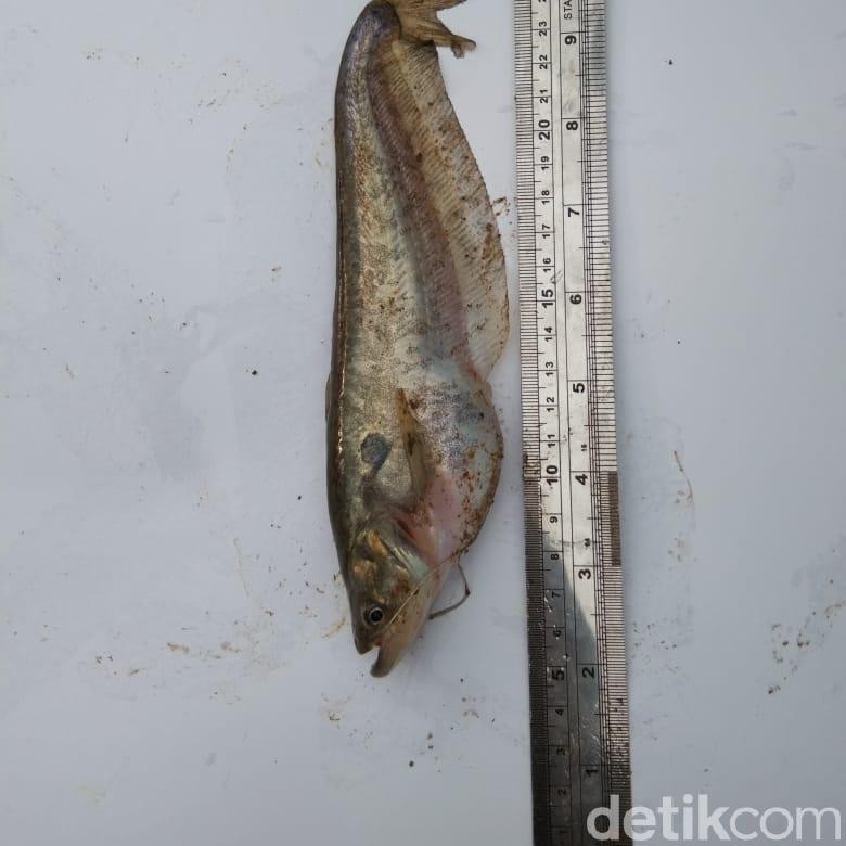 3 Ikan Langka Hidup di Hilir Citarum