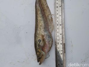 3 Ikan Langka Hidup di Hilir Citarum