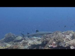 Membangunkan Hiu Tidur di Pulau Komodo