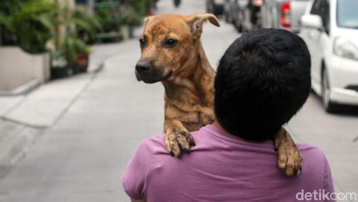 Anjing termasuk salah satu hewan yang bisa menularkan rabies (Foto: Rifkianto Nugroho) Anjing termasuk salah satu hewan yang bisa menularkan rabies (Foto: Rifkianto Nugroho)