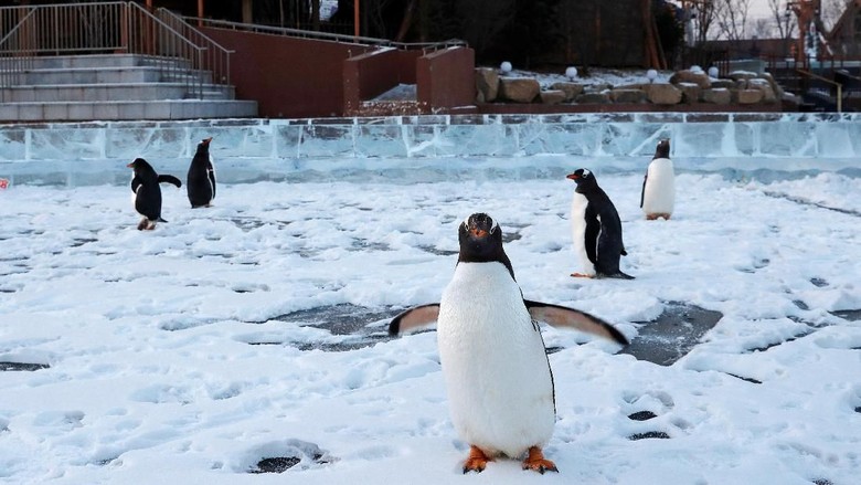 Penguin Aksi sekelompok penguin di Festival Es Harbin, China, menarik perhatian pengunjung. Seperti apa tingkah lucu nan menggemaskan para penguin itu?