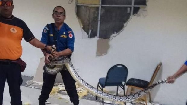 Sanca membuat geger sebuah kantor di di BSA Jl By Pass Ngurah Rai, Suwung Batan Kendal, Sesetan, Denpasar Selatan.