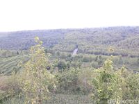 Hijaunya Gardu Pandang Gunung Gede yang Bikin Adem