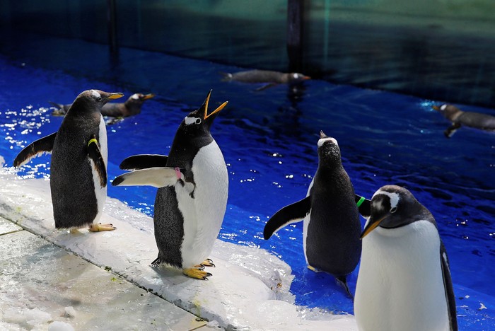 Aksi sekelompok penguin di Festival Es Harbin, China, menarik perhatian pengunjung. Seperti apa tingkah lucu nan menggemaskan para penguin itu?