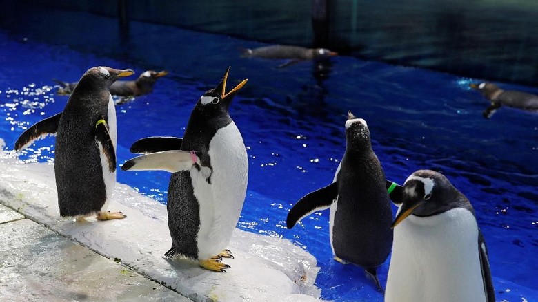 Penguin Aksi sekelompok penguin di Festival Es Harbin, China, menarik perhatian pengunjung. Seperti apa tingkah lucu nan menggemaskan para penguin itu?