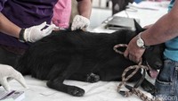 Petugas memberikan suntikan di bagian punggung anjing.