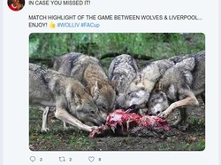 Tumbangnya Liverpool diibaratkan burung yang dimangsa oleh serigala. (Foto: dok.Ist)