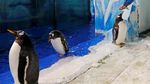 Aksi Lucu Penguin Sambut Pengunjung di Festival Es Harbin
