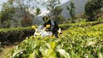 Modifikasi Ceria Ninja 150 RR
