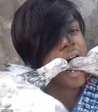 Seru! Pria Ini Beri Makan Burung Merpatinya Langsung Lewat Mulut