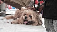 Seeakor anjing tengah disuntik vaksin.