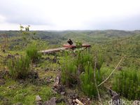 Hijaunya Gardu Pandang Gunung Gede yang Bikin Adem
