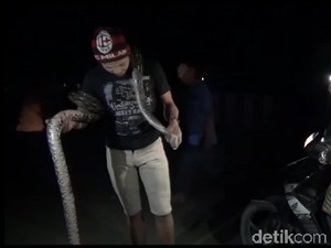 Ular Piton Sepanjang 5 Meter Masuk ke Permukiman di Sulbar