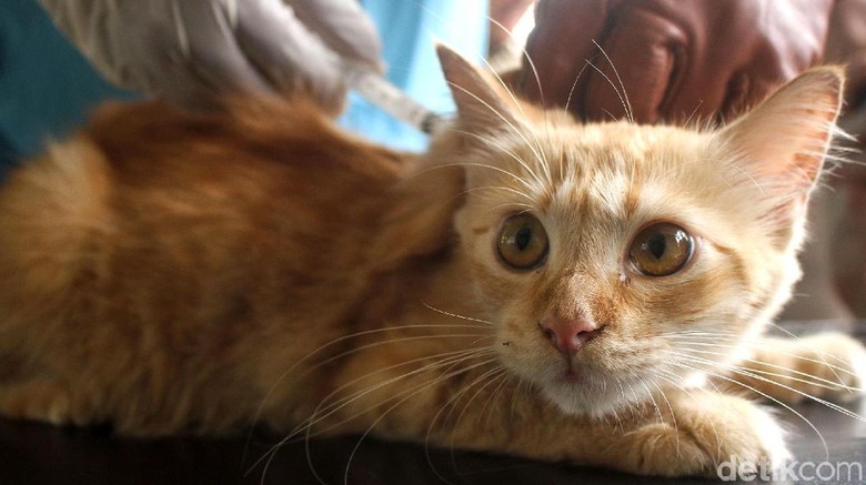 KLB Rabies, 9 Ribu Dosis Vaksin Dikirim ke NTB KLB Rabies, 9 Ribu Dosis Vaksin Dikirim ke NTB