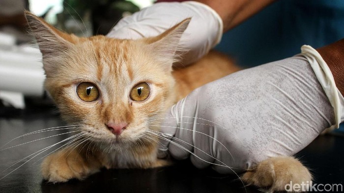 Vaksin Rabies Sudin KPKP Jakarta Barat menggelar sosialisasi dan memberikan vaksin gratis bagi pemilik hewan peliharaan. Hal itu dilakukan untuk mencegah penyebaran rabies.