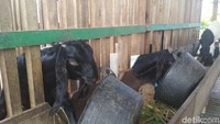 Tempatnya mudah dijangkau. Ada kandang kambing yang jadi salah satu sudut edukasi (Adhar Muttaqin/detikTravel) 