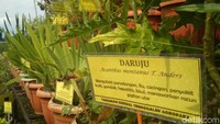 Ada banyak tanaman yang ditata secara menarik lengkap dengan nama-namanya. Ini cocok untuk mengedukasi anak-anak mengenai jenis-jenis tanaman (Adhar Muttaqin/detikTravel)