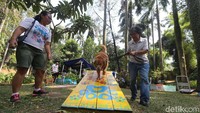 Taman Langsat sendiri sering dijadikan tempat warga berkumpul dan melakukan aktivitas, seperti yang dilakukan komunitas para pemilik aning pada Minggu (27/08/2017) lalu. Grandyos Zafna/detikcom/File.
