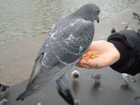 Seru Pria Ini Beri Makan Burung Merpatinya Langsung Lewat Mulut