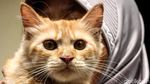 Anjing-Kucing di Jakarta Barat Divaksin untuk Cegah Rabies