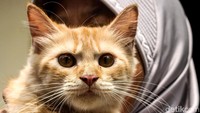 Sebelumnya, agenda razia kucing dan anjing liar diganti menjadi penyuluhan kepada warga dan pemberian vaksin rabies gratis.